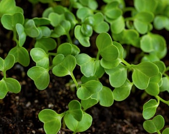 May include: Close-up of a tray of freshly sprouted microgreens. The green leaves are heart-shaped and growing in rich, dark soil.