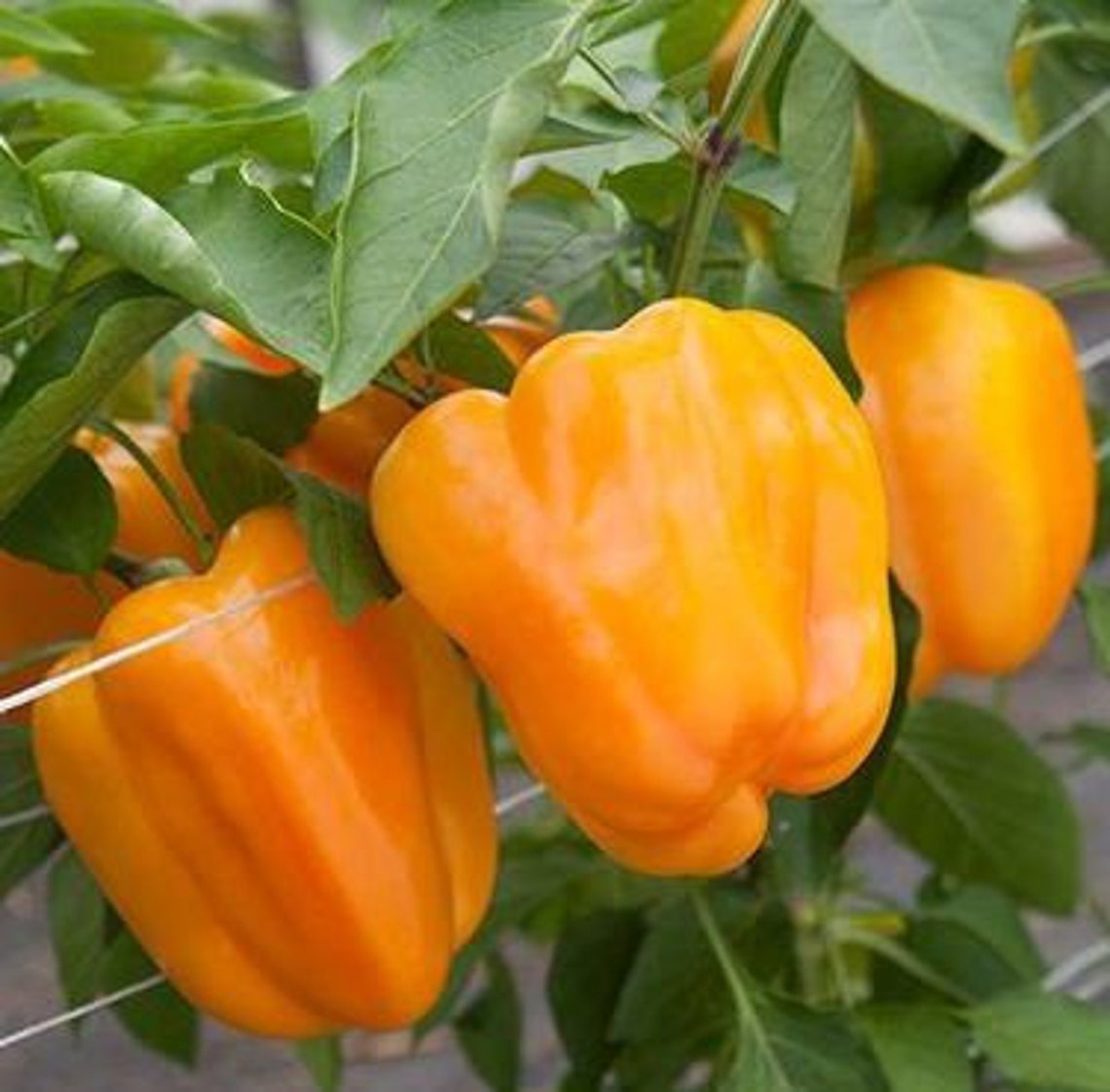 Orange Bell Peppers Non Gmo Fast Growing Heirloom Variety Etsy
