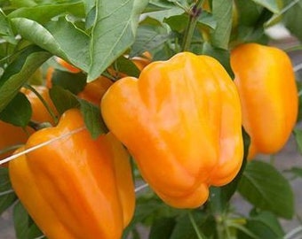 Orange Bell Pepper Seeds - Organic & Non Gmo Pepper Seeds - Heirloom Seeds - Fresh USA Grown Seeds - Grow Your Own Peppers At Home!