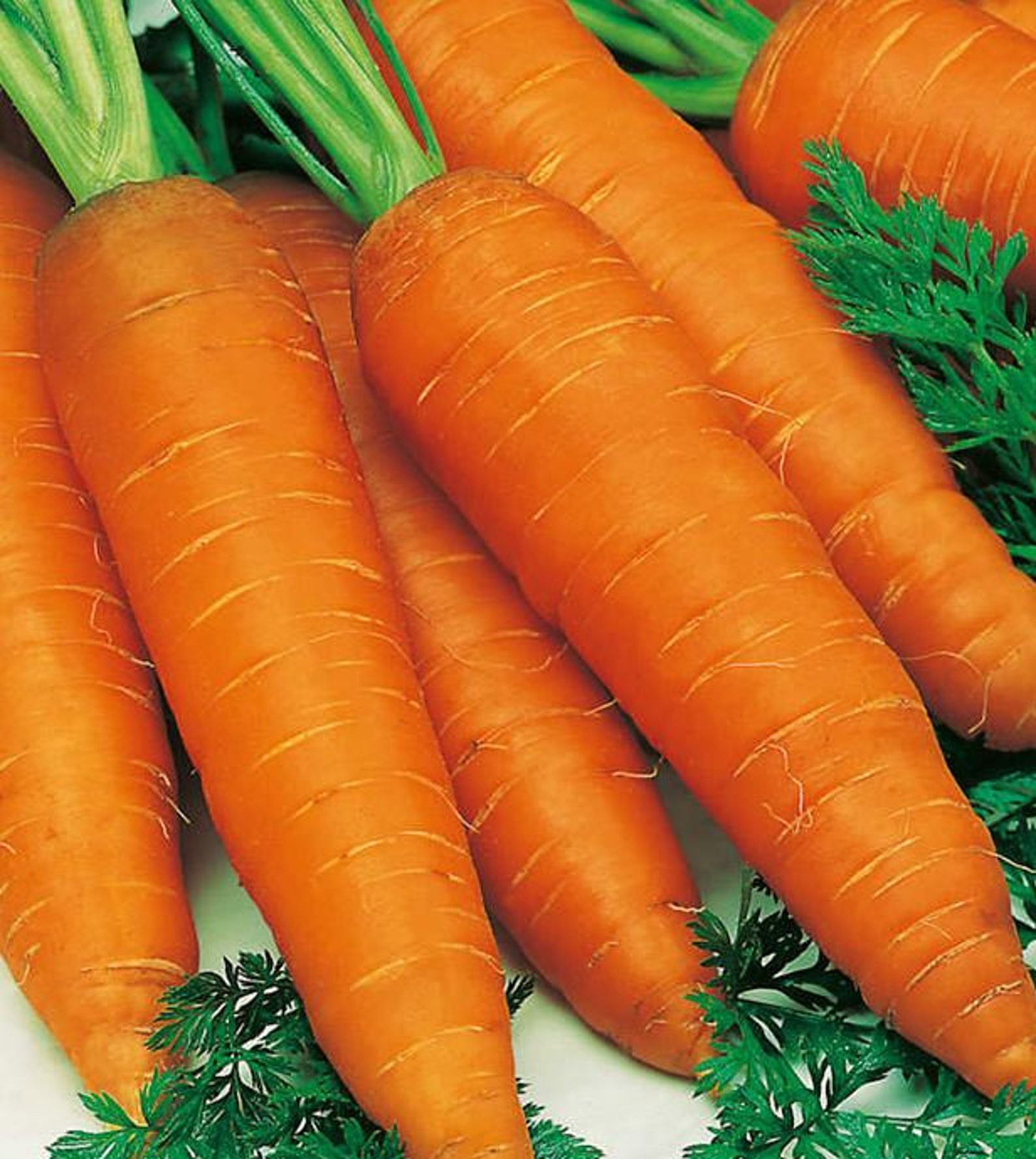 Carottes géantes Graines Biologique Non OGM Graines Etsy