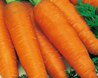 Giant Carrot Seeds - Organic & Non Gmo Carrot Seeds - Heirloom Seeds - Fresh USA Grown Seeds - Grow Your Own Carrots Right At Home!