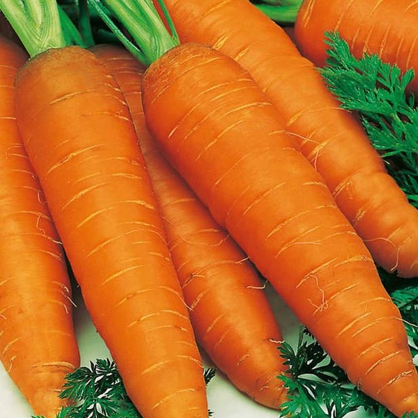 Giant Carrot Seeds - Organic & Non Gmo Carrot Seeds - Heirloom Seeds - Fresh USA Grown Seeds - Grow Your Own Carrots Right At Home!