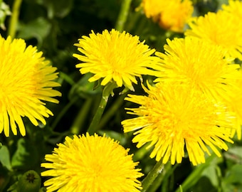 Dandelion Flower Seeds - Edible Flowers - Organic & Non Gmo Flower Seeds - Heirloom Seeds – Flower Seeds - USA Grown Seeds