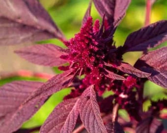 Red Amaranth Seeds - Organic & Non Gmo - Heirloom – Flower Seeds - USA Garden Seeds - Grow Your Own Herbs At Home