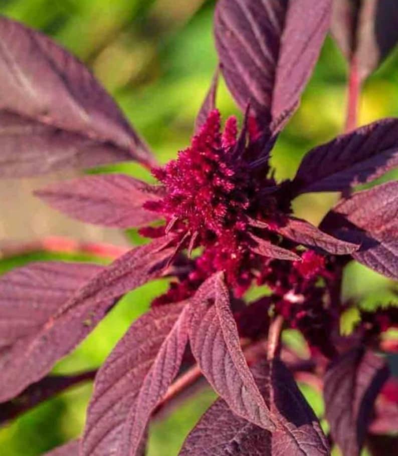 May include: A close-up of a red amaranth plant with deep purple leaves. The plant is in bloom with a cluster of red flowers.