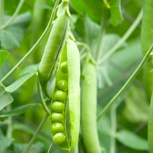 Green Arrow Pea Seeds - Organic & Non Gmo Pea Seeds - Heirloom Seeds - Fresh USA Grown Seeds - Grow Your Own Fresh Peas At Home!