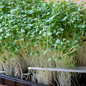 Kale Microgreen Seeds - Organic & Non Gmo Kale Seeds - Heirloom Seeds – Microgreen Seeds - USA Grown Seeds - Grows Fast - Fresh Seeds