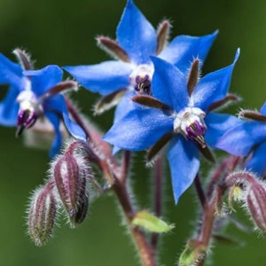 Borage Seeds - Organic & Non Gmo Borage Seeds - Heirloom Herb Seeds - Fresh USA Grown Seeds - Grow Your Own Borage At Home