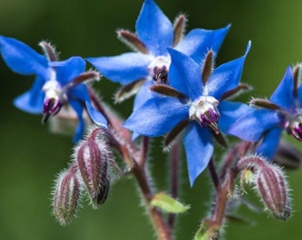 Borage Seeds - Organic & Non Gmo Borage Seeds - Heirloom Herb Seeds - Fresh USA Grown Seeds - Grow Your Own Borage At Home