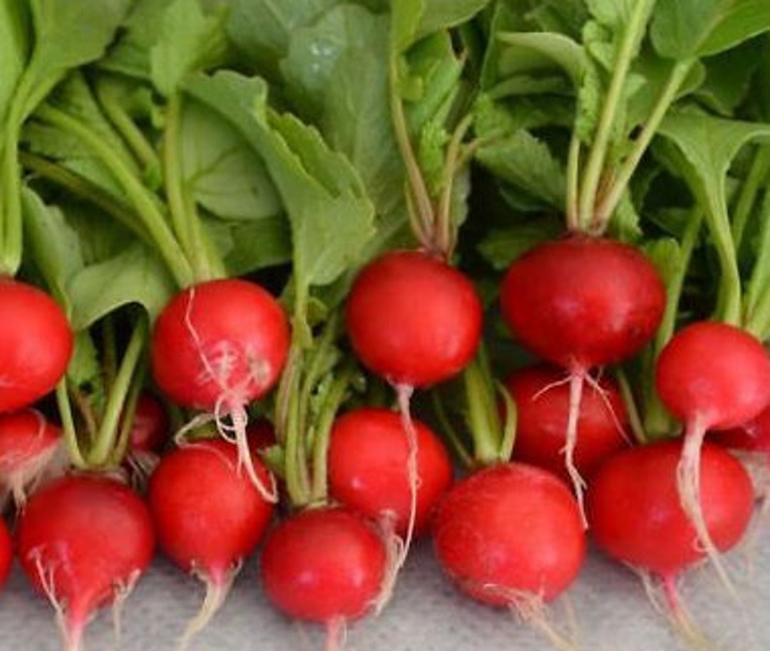 Early Scarlet Globe Radish Seeds Organic & Non Gmo Radish Seeds
