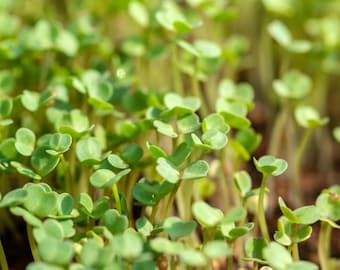 Semillas de Berro Rizado - Semillas de Berro Orgánicas y Sin OMG - Semillas Heirloom - Semillas de Microvegetales