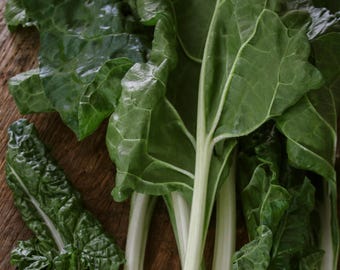 Semi di bietola svizzera - Biologici e non OGM - Semi antichi - Semi freschi coltivati negli USA - Coltiva il tuo cibo a casa!
