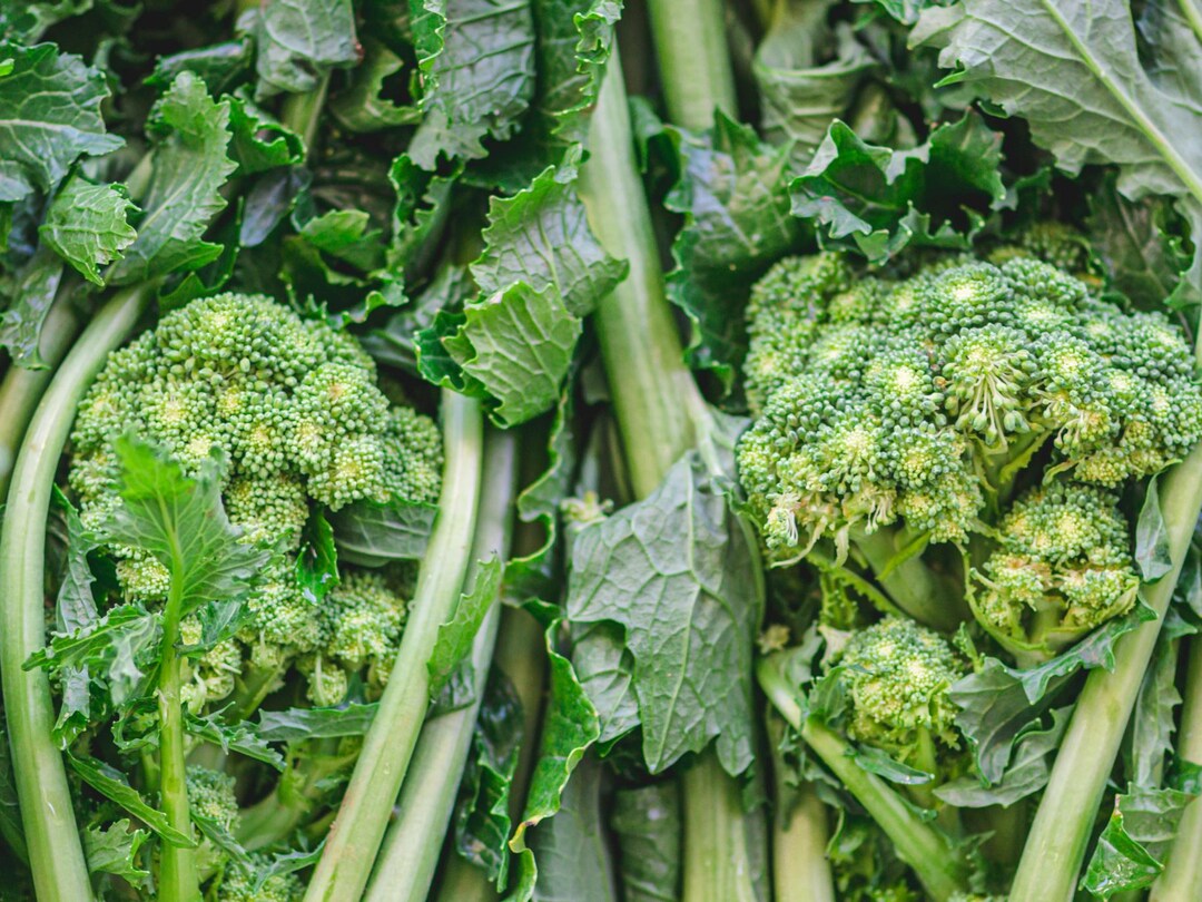 Broccoli Rabe Seeds Organic & Non Gmo Broccoli Rabe Seeds Heirloom