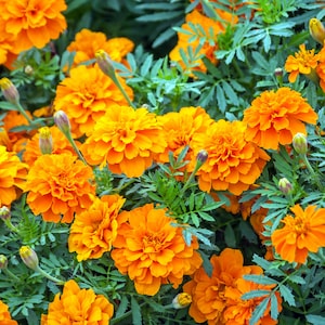 Jumbo Marigold Crackerjack Mixed Flower Seeds - Organic & Non Gmo Flower Seeds - Fresh USA Grown Seeds - Grow Your Own Flowers At Home!