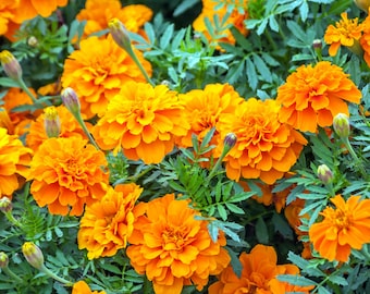 Jumbo Marigold Crackerjack Mixed Flower Seeds - Organic & Non Gmo Flower Seeds - Fresh USA Grown Seeds - Grow Your Own Flowers At Home!
