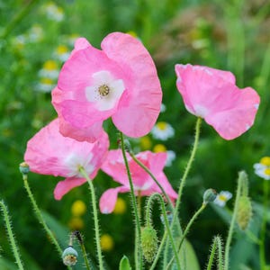 Shirley Mix Poppy Flower Seeds - Organic & Non Gmo Seeds - Heirloom Seeds – Flower Seeds - USA Garden Seeds