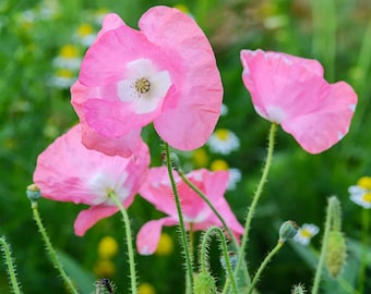 Semillas de amapola Shirley Mix: semillas de jardín orgánicas de EE. UU.