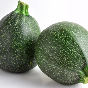 Graines de courgette rondes - Graines biologiques et sans OGM - Graines de légumes anciens - Graines fraîches cultivées aux États-Unis - Faites pousser votre propre nourriture à la maison !