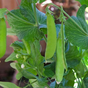 Sementes de ervilha gigante - Sementes de ervilha orgânicas e não transgênicas - Sementes tradicionais - Sementes frescas cultivadas nos EUA - Cultive suas próprias ervilhas frescas em casa!