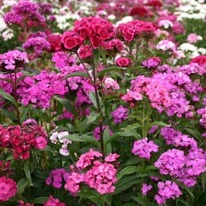 Dianthus Flower Seeds - Sweet William Seed Blend - Organic & Non Gmo Flower Seeds - Heirloom Flower Seeds - Fresh USA Grown Seeds