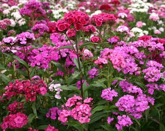 Dianthus Flower Seeds - Sweet William Variety - Organic Heirloom Flower Seed Blend
