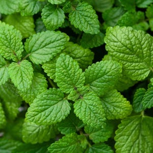 Lemon Balm Seeds - Seeds - Organic & Non Gmo Lemon Balm Seeds - Heirloom Herb Seeds - Fresh USA Grown Seeds - Grow Your Own Lemon Balm