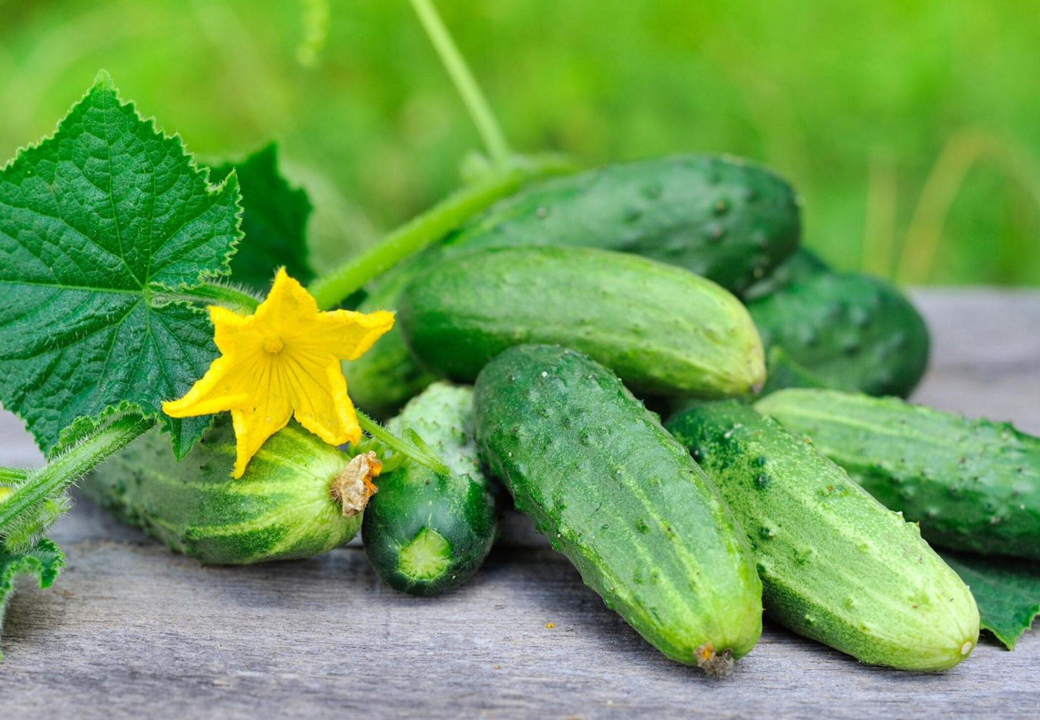 National Pickling Cucumber Seeds - Organic & Non Gmo Cucumber Seeds - Heirloom Seeds – Vegetable Seeds - Grow Fresh Cucumbers At Home!