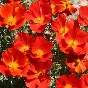 California Red Poppy Flower Seeds - Organic & Non Gmo Flower Seeds - Heirloom Flower Seeds – Grow Your Own Beautiful Flowers At Home