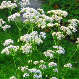 Anise Herb Seeds - Organic & Non Gmo Herb Seeds - Heirloom Seeds - Fresh USA Grown Seeds - Grow Your Own Food At Home!
