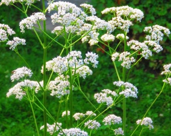 Nasiona anyżu - organiczne i niemodyfikowane genetycznie nasiona ziół - tradycyjne nasiona - świeże nasiona wyhodowane w USA - uprawiaj własne jedzenie w domu!