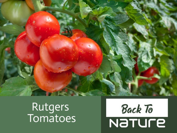 NON-GMO Jersey Tomato BUY 2 WE SHIP 3 30 Seeds Rutgers Tomato Seeds 2020 