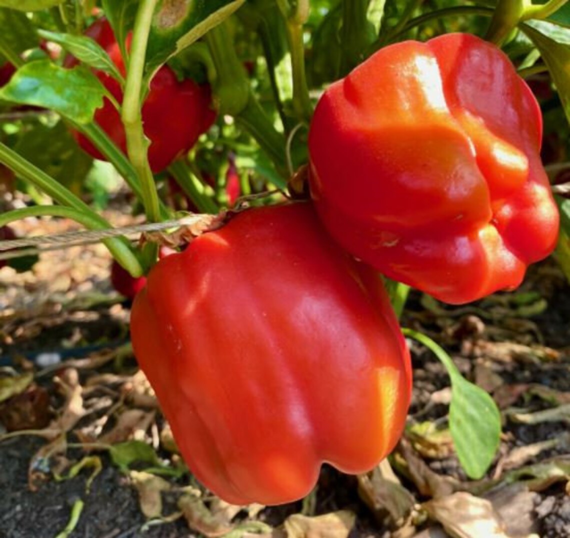 Red Bell Peppers Seeds Organic Non Gmo Heirloom Seeds Etsy