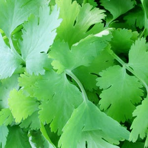 Cilantro Seeds - Organic & Non Gmo Cilantro Seeds - Heirloom Seeds – Herb Seeds - USA Garden Seeds - Grow Your Own Fresh Cilantro