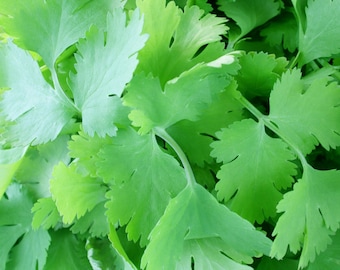 Semillas de cilantro - Semillas de cilantro orgánicas y sin OMG - Semillas tradicionales - Semillas de hierbas