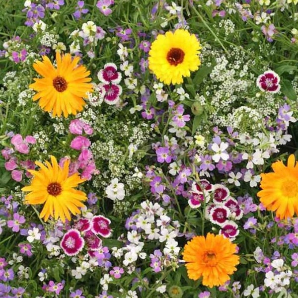 Fragrant Flowers Seed Blend - Organic & Non Gmo - Heirloom Seeds - Fresh USA Grown Seeds - Grow Your Own Flowers At Home!