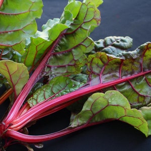 Ruby Red Swiss Chard Seeds - Biologische en niet-ggo snijbietzaden - Heirloom Seeds - Fresh USA Grown Seeds - Kweek je eigen snijbiet
