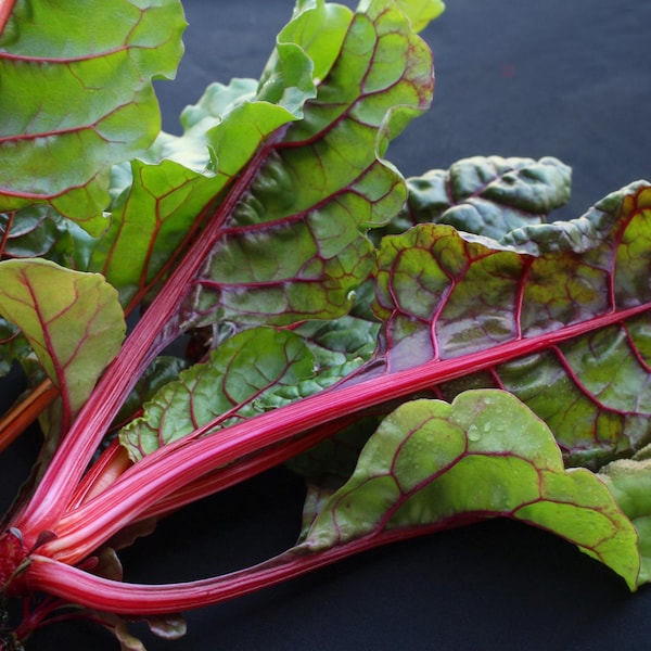 Ruby Red Swiss Chard Seeds - Organic & Non Gmo Swiss Chard Seeds - Heirloom Seeds - Fresh USA Grown Seeds - Grow Your Own Swiss Chard