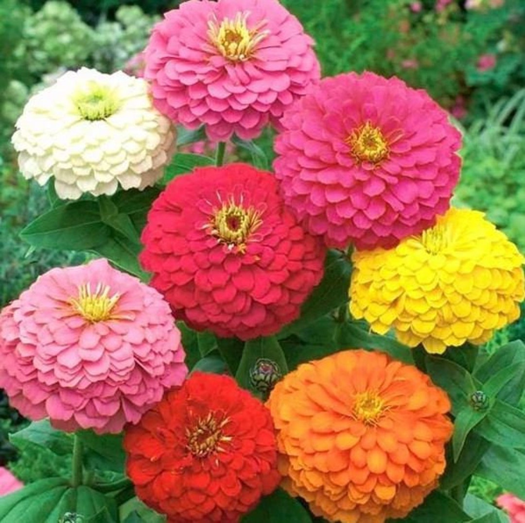 Zinnia California Giant Edible Flowers Seeds Organic Non Etsy
