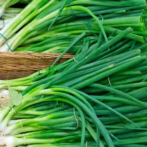 Green Onion Seeds - Biologische en niet-ggo-vrije groene uienzaden - Heirloom Herb Seeds - Fresh USA Grown Seeds - Kweek thuis je eigen groene uien!