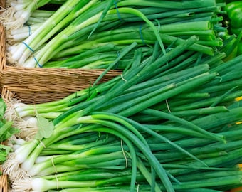 Semi di cipollotto - Biologici e non OGM - Cimelio - Coltiva il tuo orto a casa