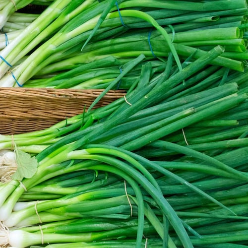 Green Onion Seeds - Organic & Non Gmo Green Onion Seeds - Heirloom Herb Seeds - Fresh USA Grown Seeds - Grow Your Own Green Onions At Home!