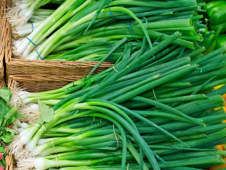 May include: A bunch of fresh green scallions, tied together with a blue rubber band, are displayed in a wicker basket. The scallions are arranged in a neat, organized manner, with the green tops of the scallions extending out of the basket.