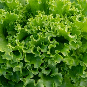 May include: Close-up of a head of green lettuce with tightly packed, ruffled leaves.