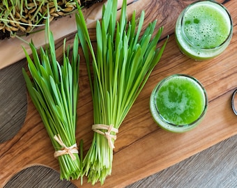 Wheatgrass Seeds - Organic & Non GMO - Grow Your Own Wheatgrass At Home - Great For Juicing