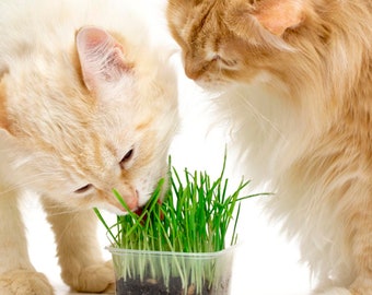 Cat Grass Seeds - Non Gmo - Wheatgrass - Helps To Aid Cats Digestion System