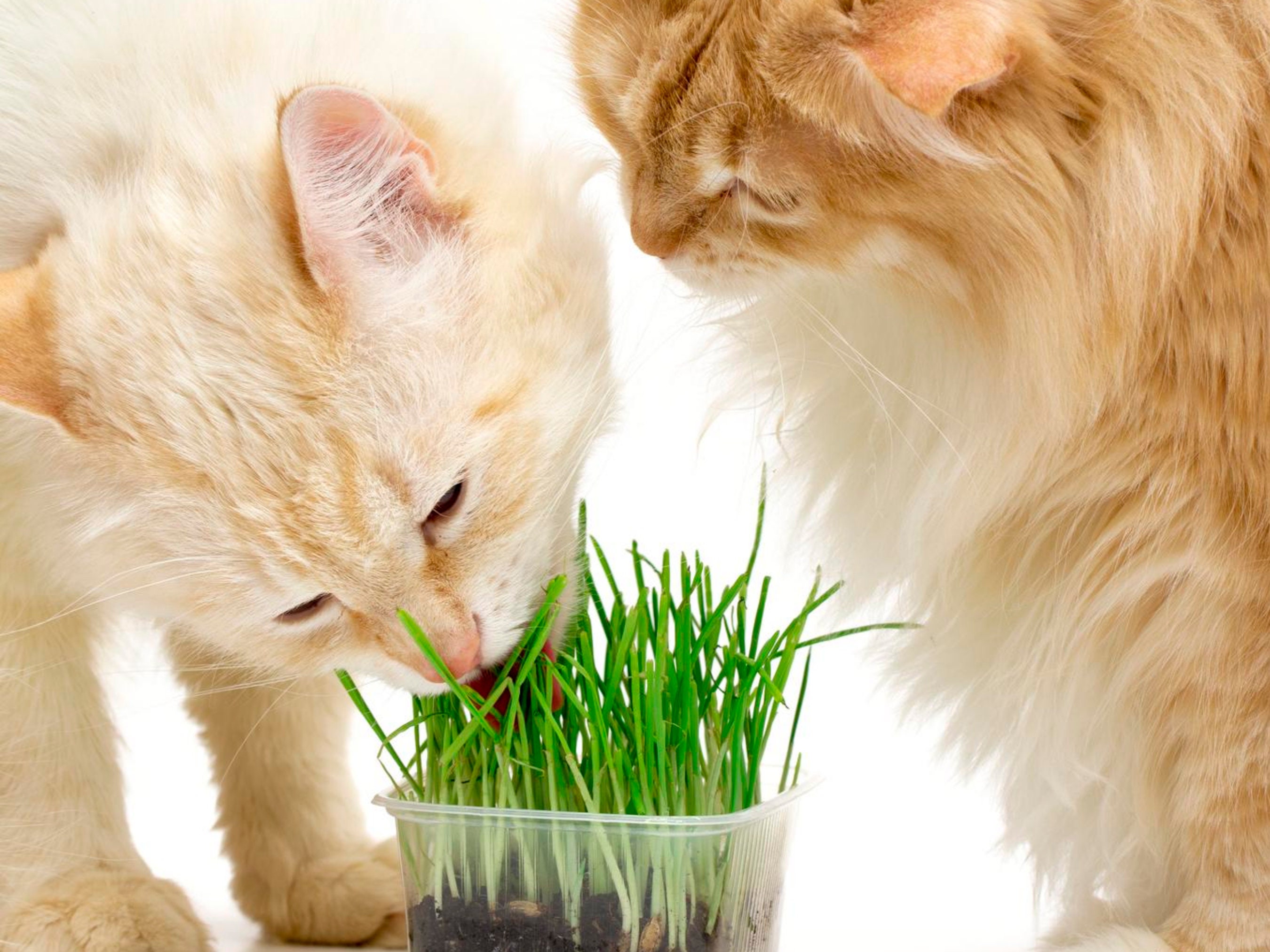 Is wheatgrass top bad for cats