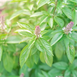 Thai Basil Seeds - Organic & Non Gmo Basil Seeds - Heirloom Seeds - Fresh USA Grown Seeds - Grow Your Own Fresh Thai Basil At Home!