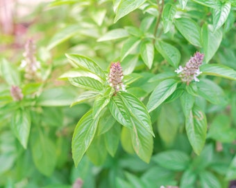 Graines de basilic thaï - Graines de basilic biologiques et sans OGM - Graines Heirloom - Graines fraîches cultivées aux États-Unis - Faites pousser votre propre basilic thaï frais à la maison !