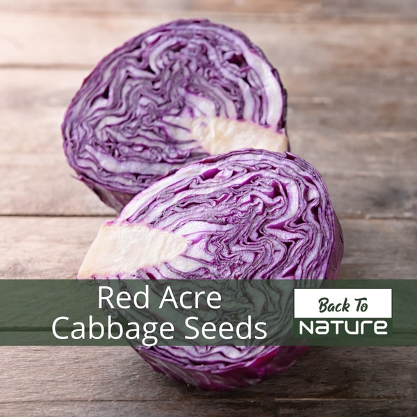 Red Acre Cabbage Seeds - Organic & Non Gmo Cabbage Seeds - Heirloom Seeds - Fresh USA Grown Seeds - Grow Your Own Red Cabbage At Home!