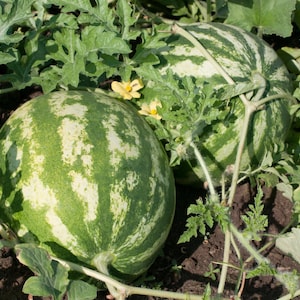 Sugar Baby Watermelon Seeds - Organic & Non Gmo Fruit Seeds - Heirloom Seeds - Fresh USA Grown Seeds - Grow Your Own Sweet Watermelon!